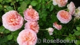 Abraham Darby Abraham Darby