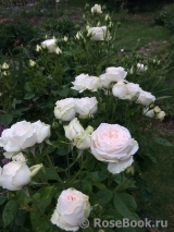 Madame Anisette ® Madame Anisette ®