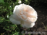 Lions Rose Lions Rose