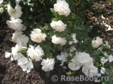 Lions Rose Lions Rose