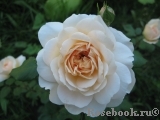 Crocus Rose® Crocus Rose®
