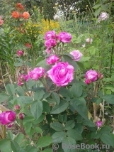 Reine des Violettes Reine des Violettes