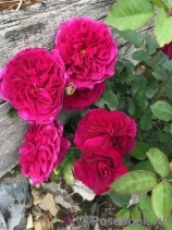 Darcey Bussell Darcey Bussell