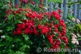 Black Forest Rose ® Black Forest Rose ®