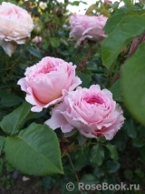 Abraham Darby Abraham Darby