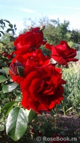 Amadeus Amadeus