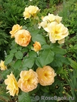 Bernstein-Rose Bernstein-Rose