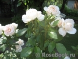 Lions Rose Lions Rose