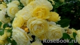 Golden Border Golden Border