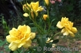 Yellow Fairy Yellow Fairy