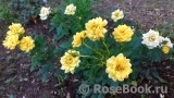 Yellow Fairy Yellow Fairy