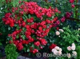 Black Forest Rose ® Black Forest Rose ®