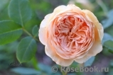 Crown Princess Margareta® Crown Princess Margareta®