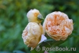 Crown Princess Margareta® Crown Princess Margareta®