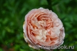 Abraham Darby Abraham Darby