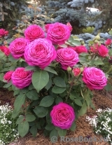 Heidi Klum Rose Heidi Klum Rose