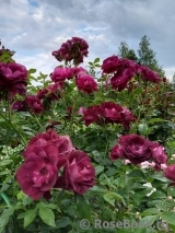 Burgundy Ice Burgundy Ice