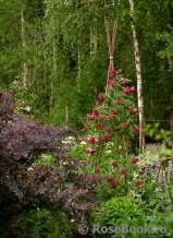 Rosengarten Zweibrücken ® Rosengarten Zweibrücken ®