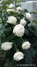 Madame Anisette ® Madame Anisette ®