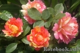 Rose des Cisterciens Rose des Cisterciens