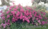 Excelsa Excelsa