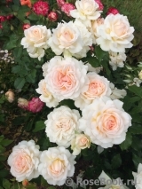 Chandos Beauty Chandos Beauty