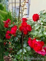 Florentina - Florentina -