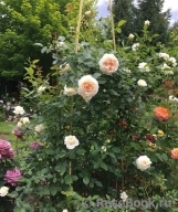 Mon Jardin et Ma Maison Mon Jardin et Ma Maison