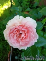 L’Aimant L’Aimant