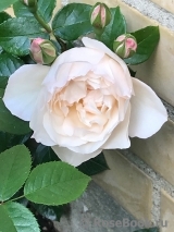 Generous Gardener, The Generous Gardener, The