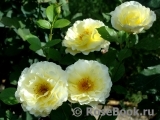 White Licorice White Licorice
