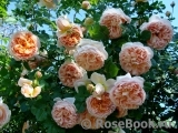 Abraham Darby Abraham Darby