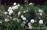 Crocus Rose® Crocus Rose®