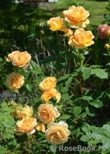 Golden Celebration® Golden Celebration®