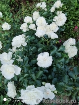 White Meidiland White Meidiland