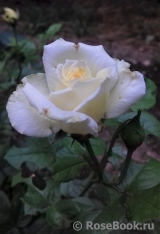 Marie Antoinette Marie Antoinette