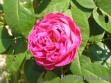 Rose de Rescht