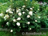 Crocus Rose® 