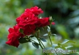 Amadeus Amadeus