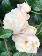 Generous Gardener, The Generous Gardener, The