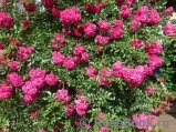 Excelsa Excelsa