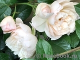 Generous Gardener, The Generous Gardener, The