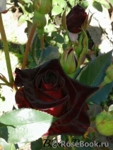 Black Baccara Black Baccara