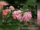 Stefanie´s Rose Stefanie´s Rose