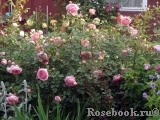 Jubilee Celebration® Jubilee Celebration®