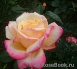 Kordes’ Jubilee Kordes’ Jubilee
