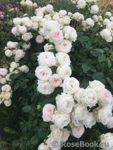 Madame Anisette ® Madame Anisette ®
