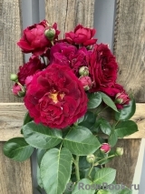 Highgrove Highgrove