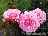 Tickled Pink