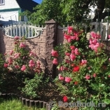 Rosarium Uetersen Rosarium Uetersen